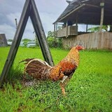 TotoyPoultrySupply