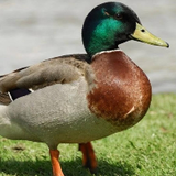 Real Ducky Bhai