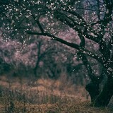suiyueshentou052