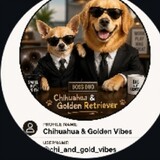 Chi_Goldy_Vibes