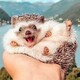 creator avatar
