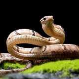snake __movie