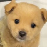 microo-