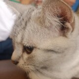 gatanghulu