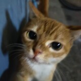 tiantianlingbofang