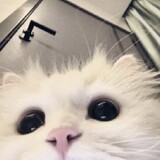 awen_mif