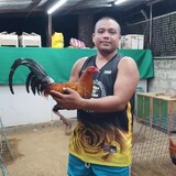 AEG breeding