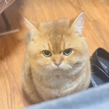 qiuzideyangchongriji