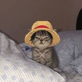 FELI_19