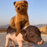 ____aiyangyuanchuang