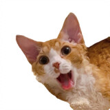 ganf___uanwang