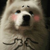 aimeishidexiaohuozhi