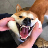 daxuchaiquanshe