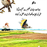 Danish Haqqani