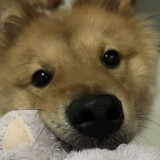 gangyaxiaopenyou