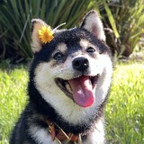yizhiluguodeapo