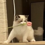 ___dantao___