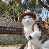 a____qimiao___xian_