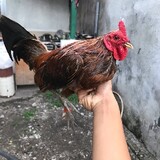 Mvm Bantam Backyard