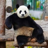 xiaomifashubu
