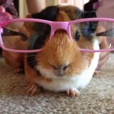 allhamster