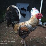 BBG--backyardfarm