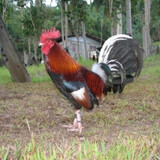 Gamefowl Secrets