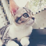 yinlongmengxue