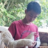 BenjGamefowl
