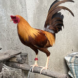 SABONG sa PINAS