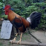 DXK_11 gameyard
