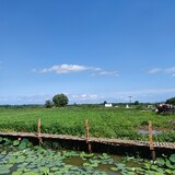 yuazhuayu