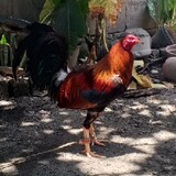 Jay Louie Hingco
