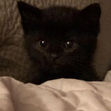 Meow Beat