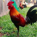 Kykes Gamefowl