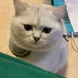 xiaozhumichuichui