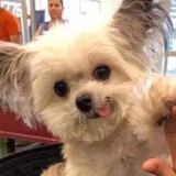 xiaowendada