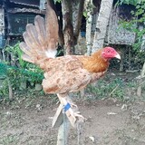 Michris Casamayor