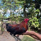 SYCCVYGAMEFOWLS