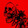 noctuid04