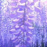 Wisteria_uwu