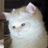 lizhizhuojiuniang