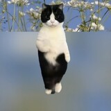 ___memegagadonghua