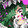 deathdoll_02