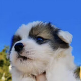 asunzhu