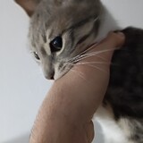 bekotus