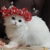 ดารัส แดงประดับ