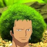 marimo_aho