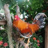 fightercock