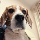 laodingjiadegouzimen